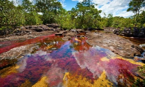 Sông Cano Cristales, Serrania de la Macarena, Colombia: Màu đỏ đậm, màu xanh lục pha với màu huyết dụ của lá cây, màu xanh lam của bầu trời, màu nâu của cát và nước, tất cả tạo thành một khung cảnh không thể nào quên.